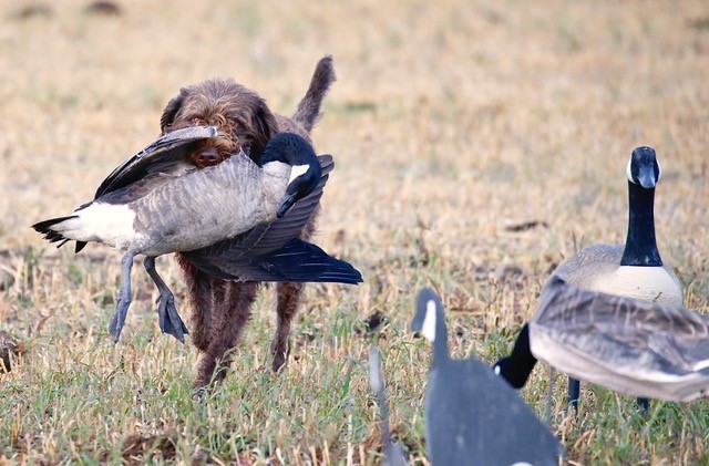 Auro Gans 1